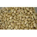 Nouvelle culture de bon qualité Fresh Nut / Blanched Peanut Kernals